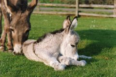 Donabella-36-hours-old
