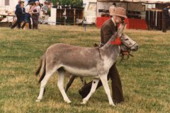 Gentian-and-foal-1983-being-shown-at-Rutland-by-Malcolm-Cameron