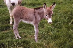 Grafton-Fleurette-10-days-old