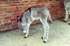 Dominic-18-hours-old-complete-with-stripey-legs