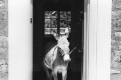 Grafton-Aztec-coming-our-of-the-front-door