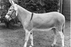 Grafton-Rafiki-1980-DBS-Championship-show
