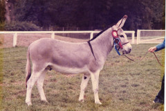 Grafton-Rafiki-1980-DBS-Gelding-Champion-at-2-years-old